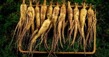 Nhân sâm người Việt - Sâm bố chính